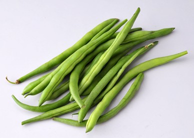 四季豆跟你“装熟” 你怕不怕？