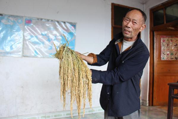 隆回县麻塘山乡桥家村老农坚持嫁接水稻十余载