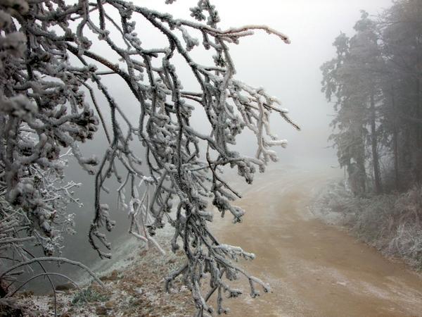 新邵县龙山森林公园迎来第一场雪 树枝挂满冰凌