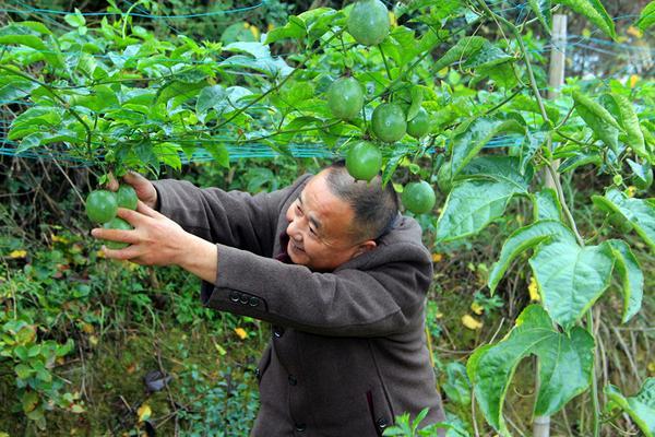 北塔区同兴村利用2000余亩荒山荒土种植发家致富