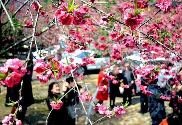 城步桃林村近千株观赏性桃花陆续绽放 吸引众多游客