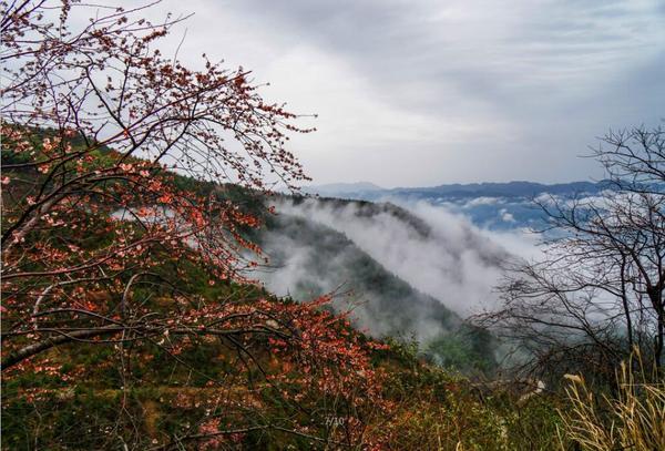 隆回县大东山千亩樱花怒放 大规模野樱全国罕见
