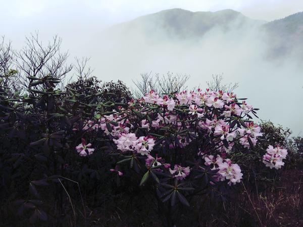 城步海拔2021米二宝顶山峰各类杜鹃花盛开 生态资源丰富