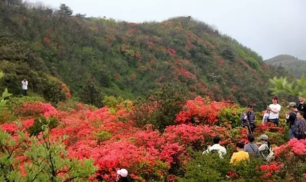 新邵县迎光乡“十重大界”看杜鹃花海争奇斗艳