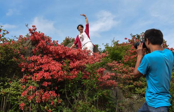 新邵龙山国家森林公园漫山遍盛开野杜鹃花