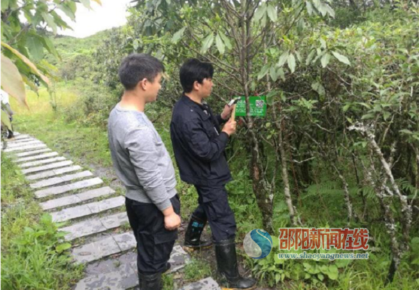 城步白云湖湿地公园树木领“身份证”建档挂牌