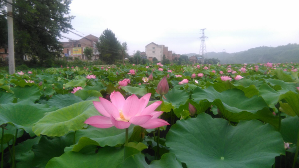 新邵县陈家坊镇黄家桥村 荷花盛开景色宜人