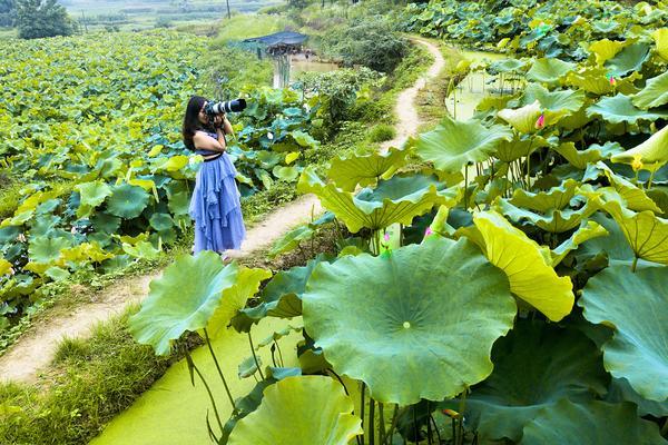 大祥区美女泉太空莲基地100余亩荷花亭亭玉立