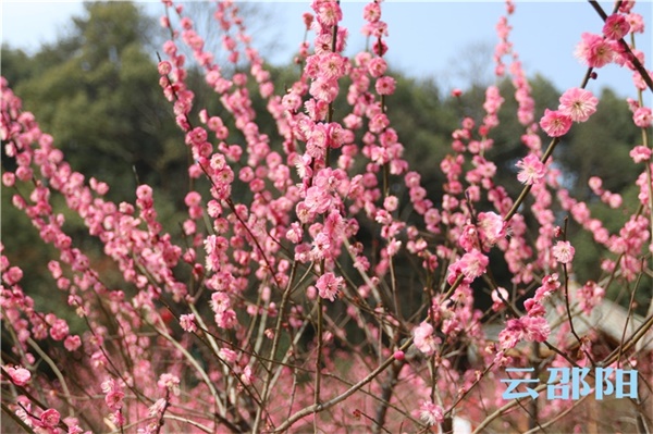 周末约起！邵阳这些地方的梅花开了，成片成片，美得很！