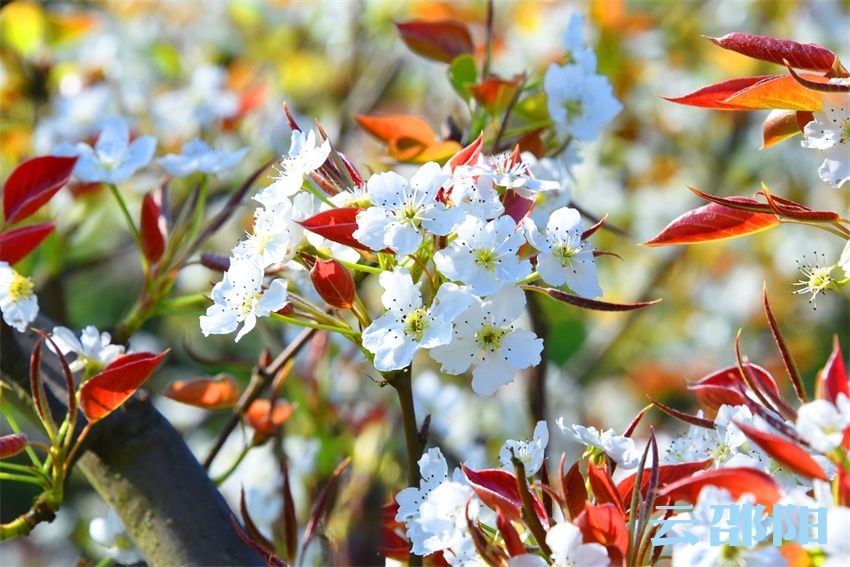 邵阳城步花海太壮观！万树梨花胜雪，千亩油菜花田，跟你诉说三月最美情话