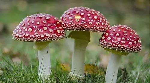 邵阳市食药监局警示：春季小心毒蘑菇致命