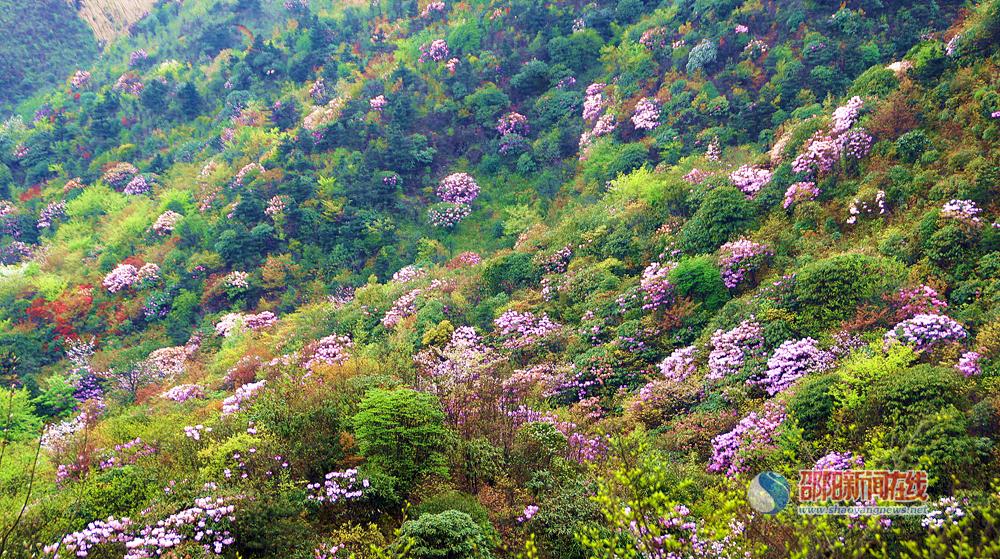 四月，到湖南南山国家公园赏花去