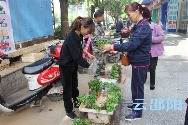 要买蔬菜秧苗吗？邵阳南门口有卖！