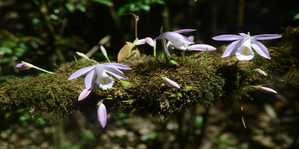 湖南南山国家公园发现4种全省新记录植物
