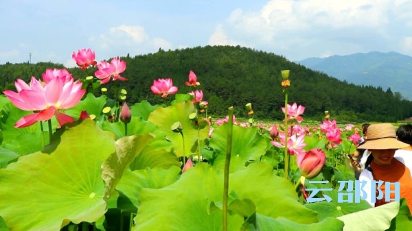 邵阳拍客|当荷花遇上旗袍，九牛坳六月花田别样红！