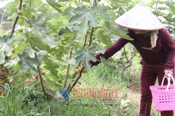 邵东无花果女王：愿每一次开花都结果