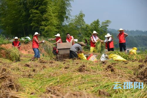 邵阳拍客丨“草帽”志愿者帮贫困户收割稻谷