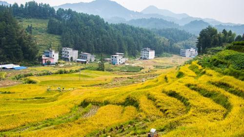 邵阳拍客丨金色稻田忙丰收，隆回竹山院风景美如画
