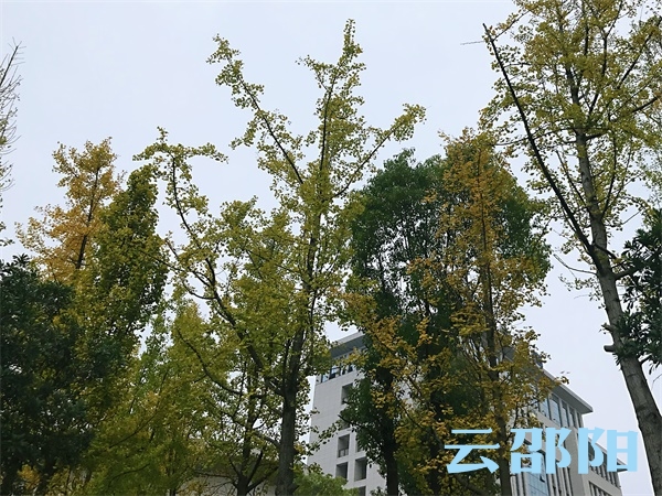 邵阳这些银杏树叶开始泛黄，市民将感受金色浪漫风景