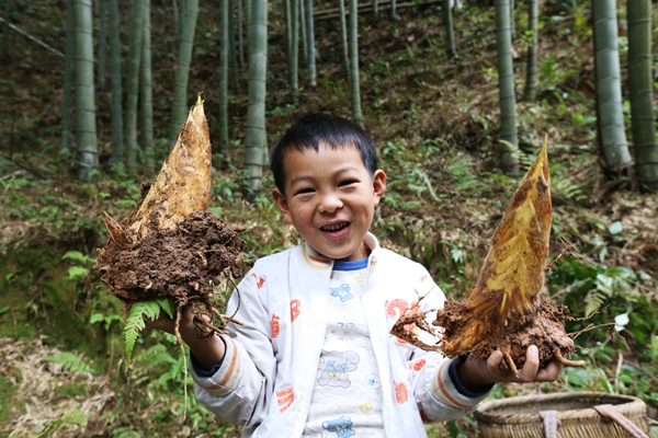 绥宁县林业局：打造百条竹林道助推产业扶贫