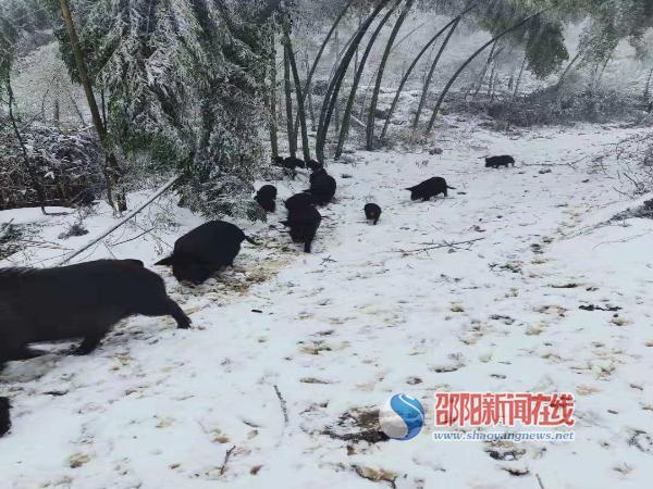城步苗族自治县威溪乡雪花村村民周秀芸树立劳动致富榜样
