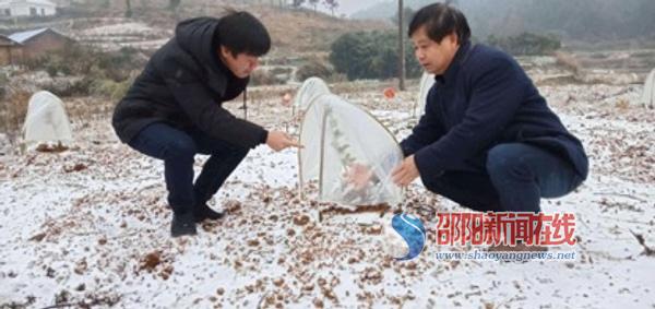 新宁县为十万亩农作物穿上“保暖衣”抵抗严寒
