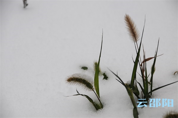 邵阳拍客丨城市雪景之三——街道小品
