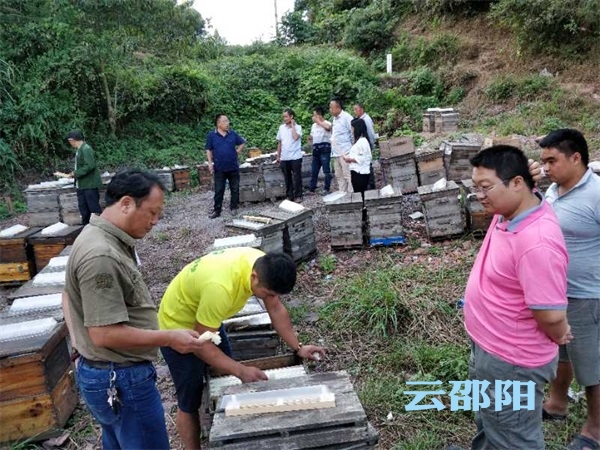 80后洞口小伙返乡养蜂“酿”出甜蜜生活