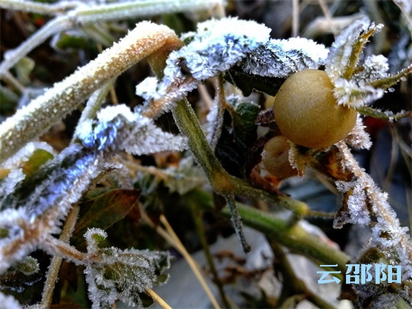 邵阳拍客丨冬日小景，满地霜华浓似雪
