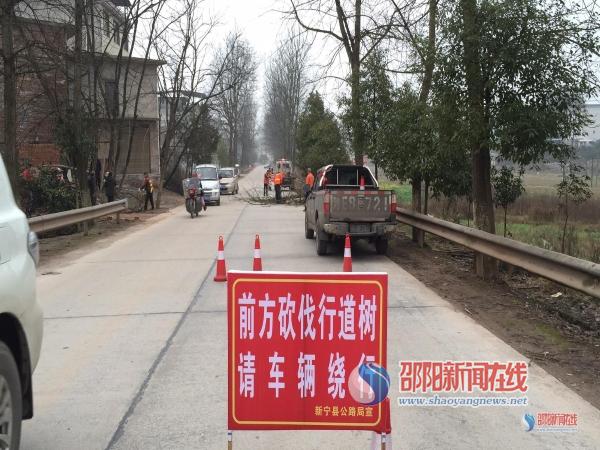 新宁县公路局砍伐枯死行道树消除隐患确保安全