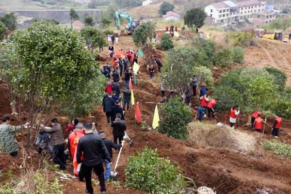 为宝庆大地再添新绿 | 曹普华、鞠晓阳等市级领导义务植树