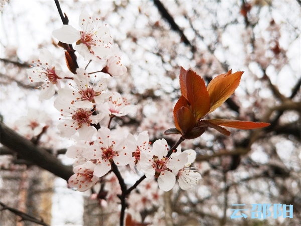 邵阳拍客 | 紫叶李娇艳盛开，彷若吹雪