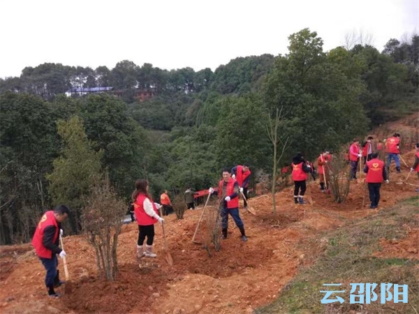 邵阳市交通运输局：两个小时栽下百余树苗