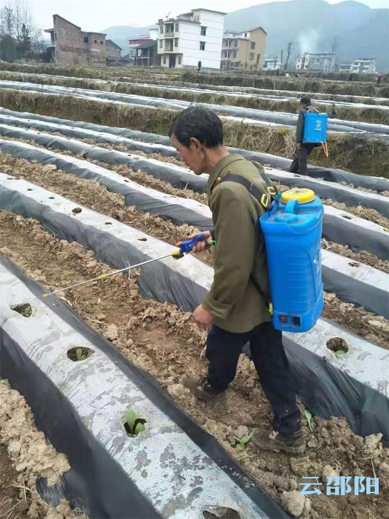 邵阳县白仓镇发展烤烟助脱贫