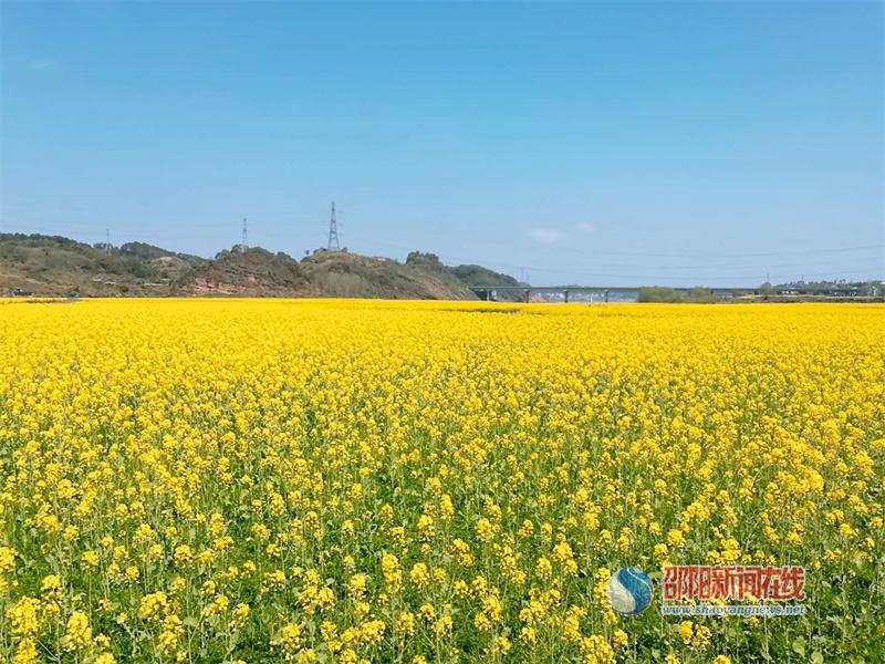 油菜花开正当时 春日赏“金”去哪好?