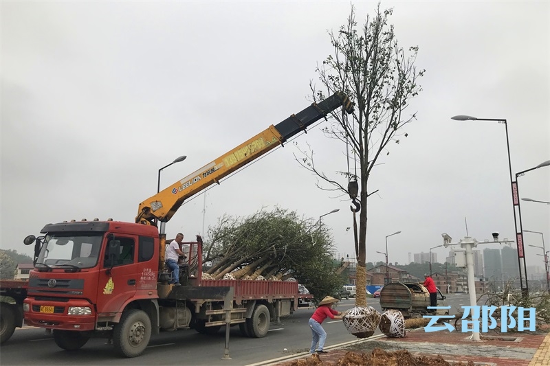 邵水西路茅坪段及沿河风光带项目沿线添新绿