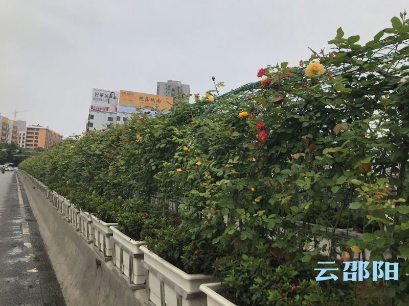 邵阳城区绿化提质升级 助力森林城市创建
