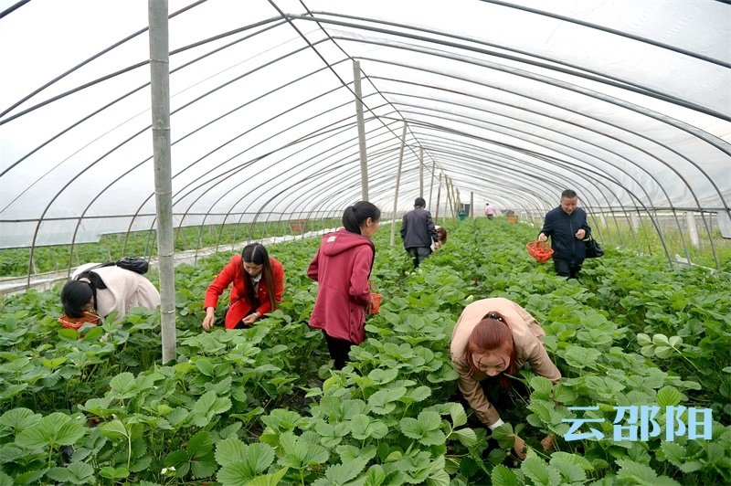 邵阳拍客丨邵阳这个科技示范大户带动贫困群众脱贫增收