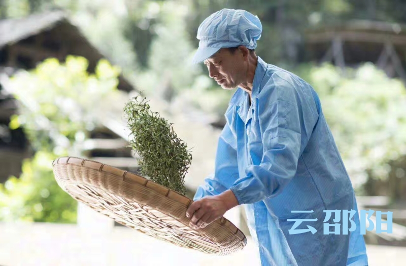邵阳日报社合作品牌——奇山红茶荣获“华茗杯”金奖