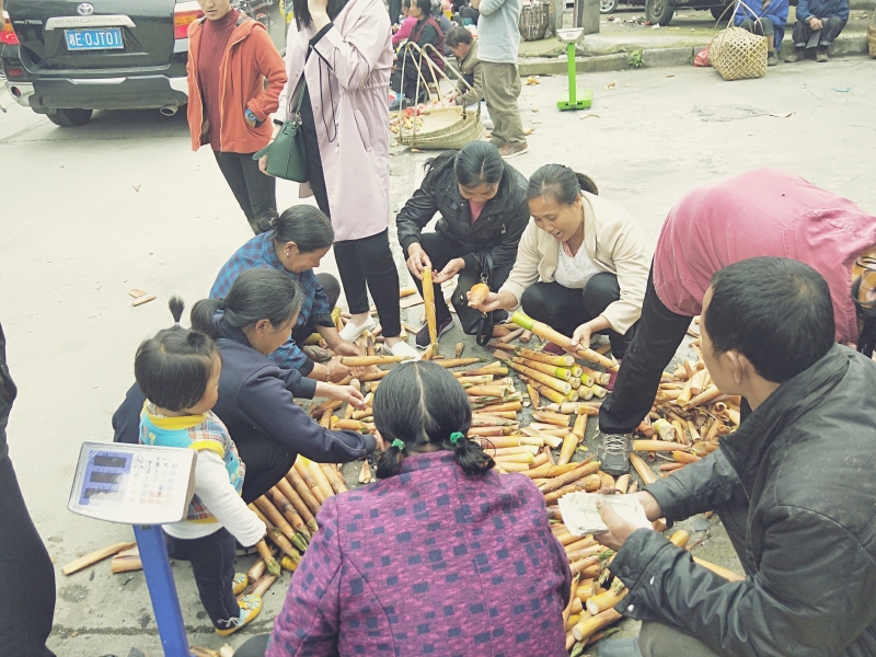 城步苗乡小苦笋，走俏沿海大市场