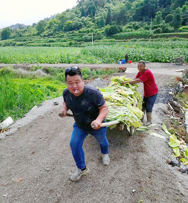新宁县巡田乡——烤烟地里活儿忙