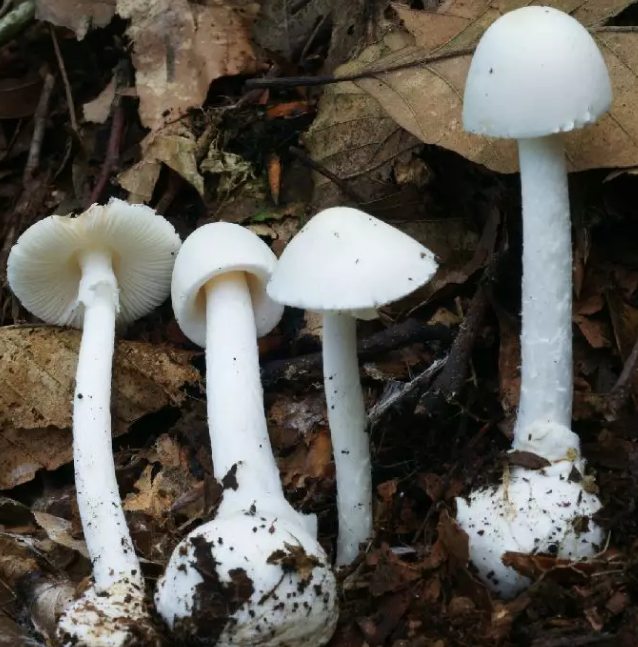 小心野蘑菇有毒!邵阳市紧急防控野生蘑菇和工业酒精中毒