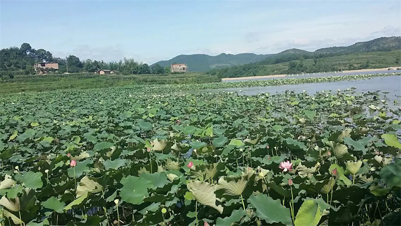 夏日何处觅清风，湘塘荷叶思君来