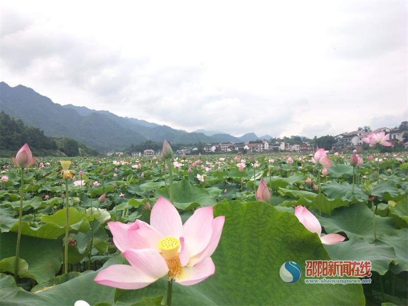 新邵县坪上镇举办第二届赏花节暨公德教育颁奖活动