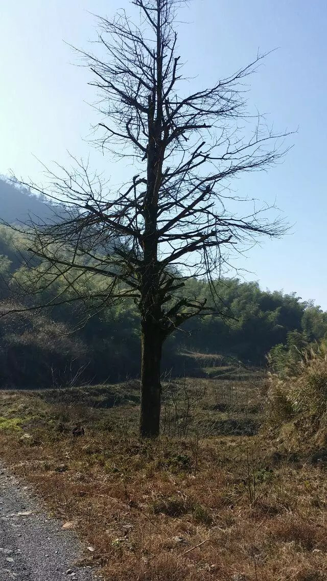 那棵孤独的银杏树