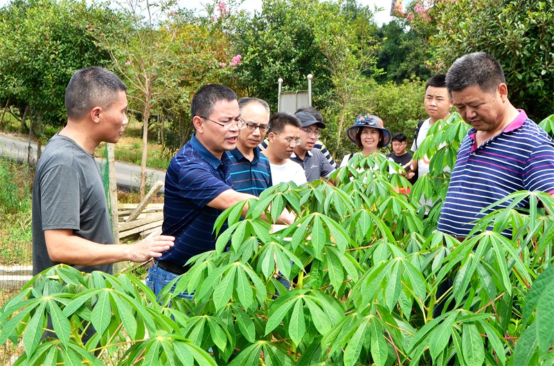 湖南农大教授考察邵阳市农科院引种木薯生长情况