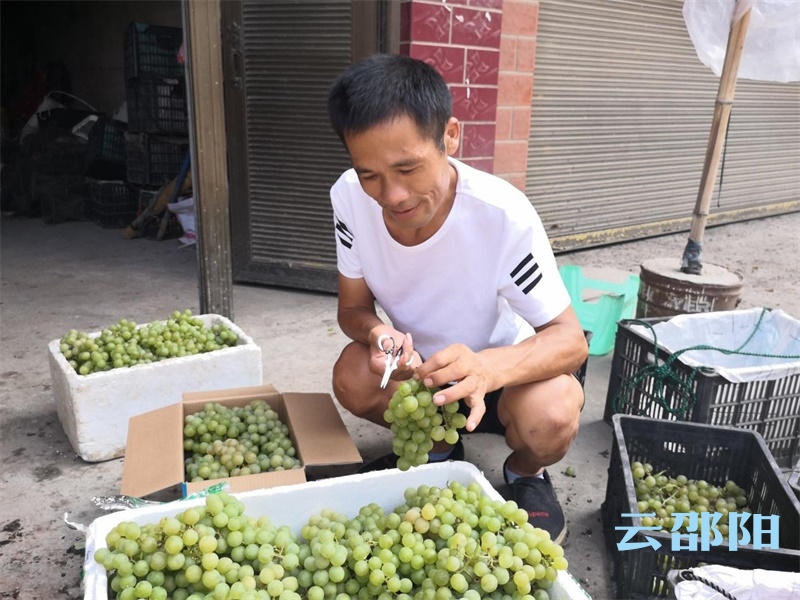 短陂桥村：葡萄迎来丰收季 绿藤枝上结“幸福”