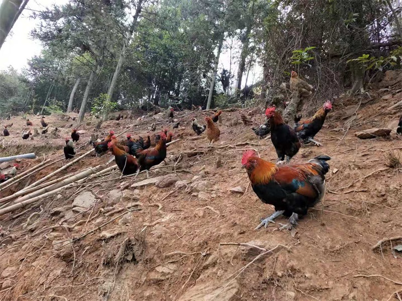 绥宁县麻塘乡：村民养鸡实现脱贫致富