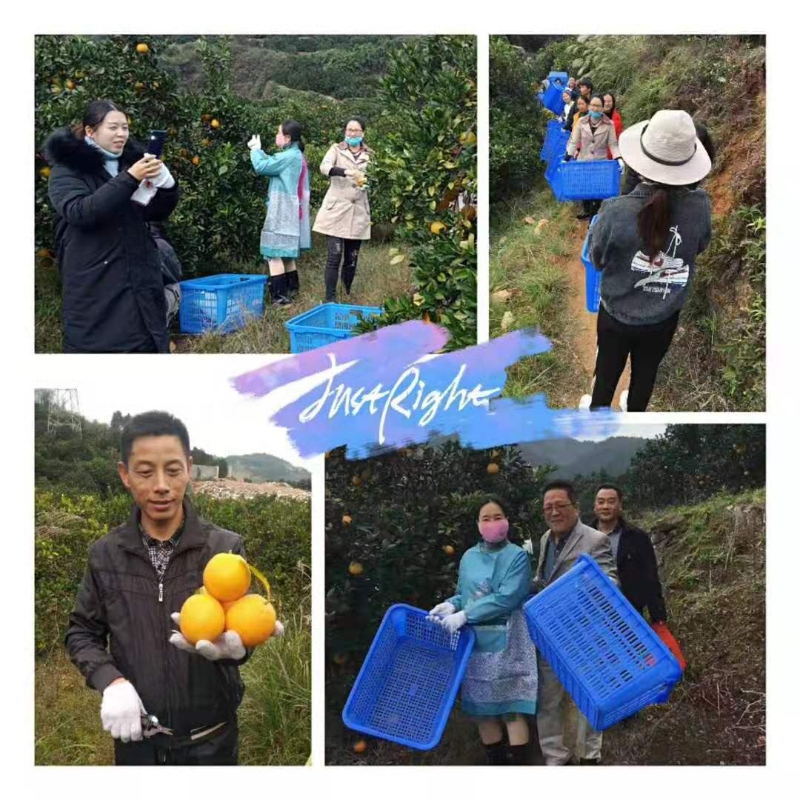 新宁县水庙镇中心小学组织摘脐橙