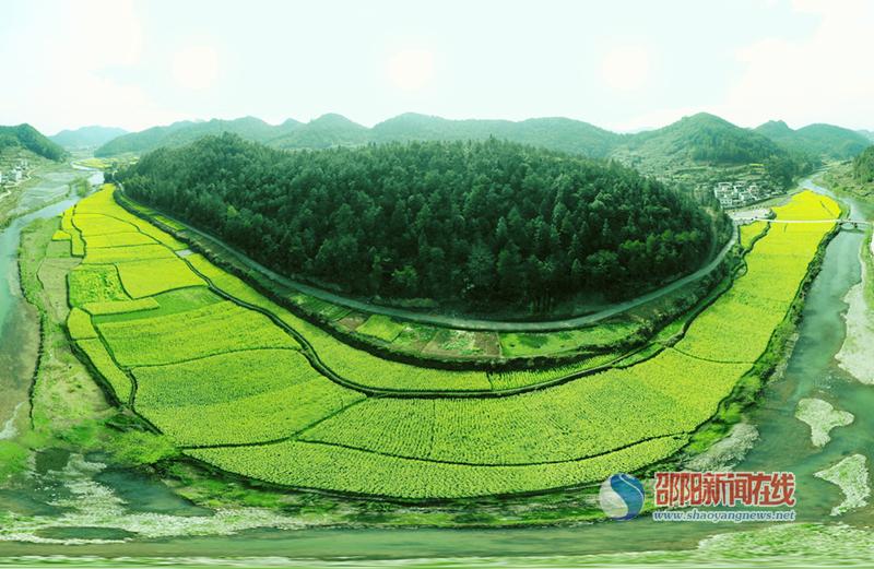 邵阳拍客丨新宁县巡田乡油菜花开报春来